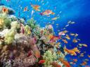 подводный мир Пангана